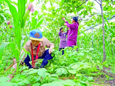 葡萄架下栽玉米 玉米枝下种土豆 乐清农户探索多作物立体种植增效益