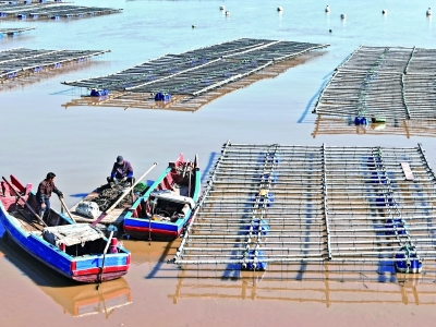 “海上牧场” 牡蛎丰收