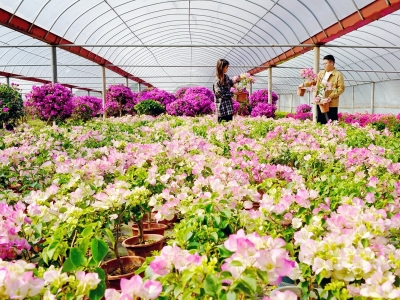 新春消费 活力泉涌 鲜花争奇斗艳火出圈
