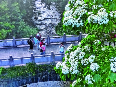 桐花飞舞 赏“五月雪” 周末来场浪漫之约
