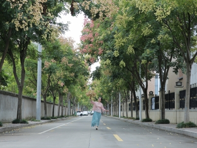 “彩虹树”秋日上线 花果同枝美出圈 市民蹲点来打卡
