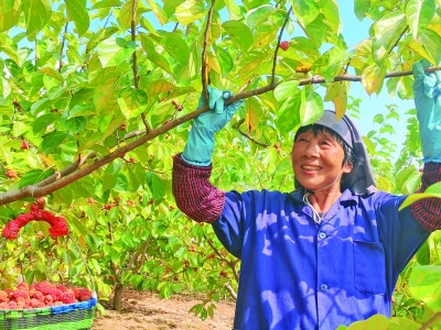 昔日“帝王木” 今结“共富果” 乐产柘果熟了