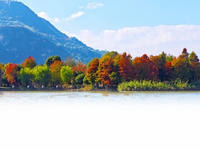 银杏红枫杉树悄悄“变脸” 市民漫步秋光赏秋景