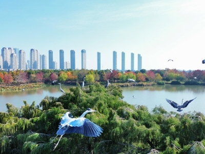 候鸟翩跹舞清和