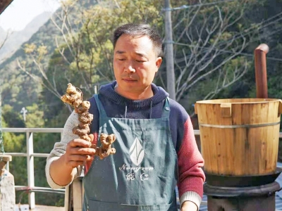 林下“掘金” 古法“炼金” 乐清黄精产业富民生