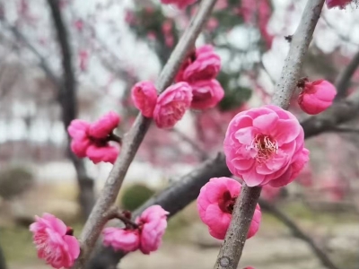 香蕊报春溪上梅