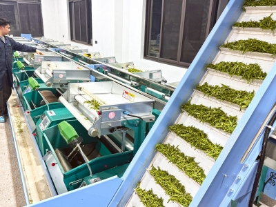 茶园来了 “智能帮手”