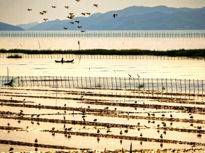 乐清湾畔 众鸟翔集