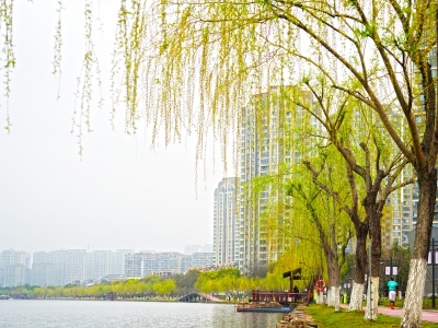 柳枝吐绿 春意浓
