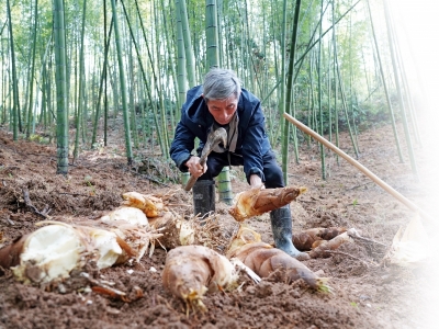 春笋冒尖 直播增富