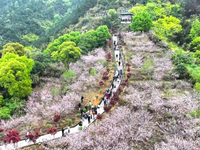 赏花+逛集+看表演 南塘珠山桃花集市热闹开场