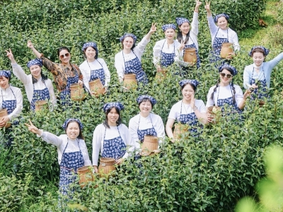 沉浸式感受茶文化 春茶研学解锁新玩法