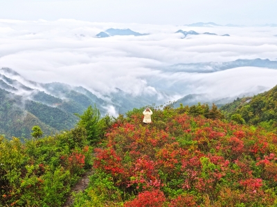 云海如潮 山花烂漫