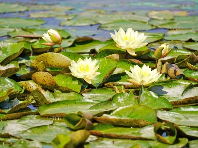 好运“莲莲”开