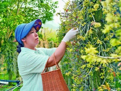 雁荡山铁皮石斛荣登“道地药材一县一品”榜
