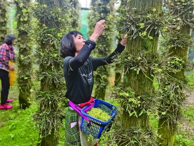 “仙草”花开金满地