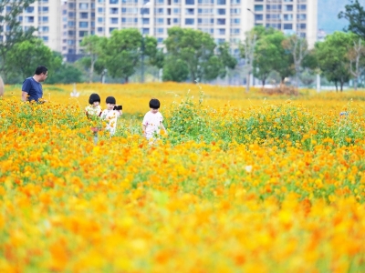 硫华菊盛开引客来
